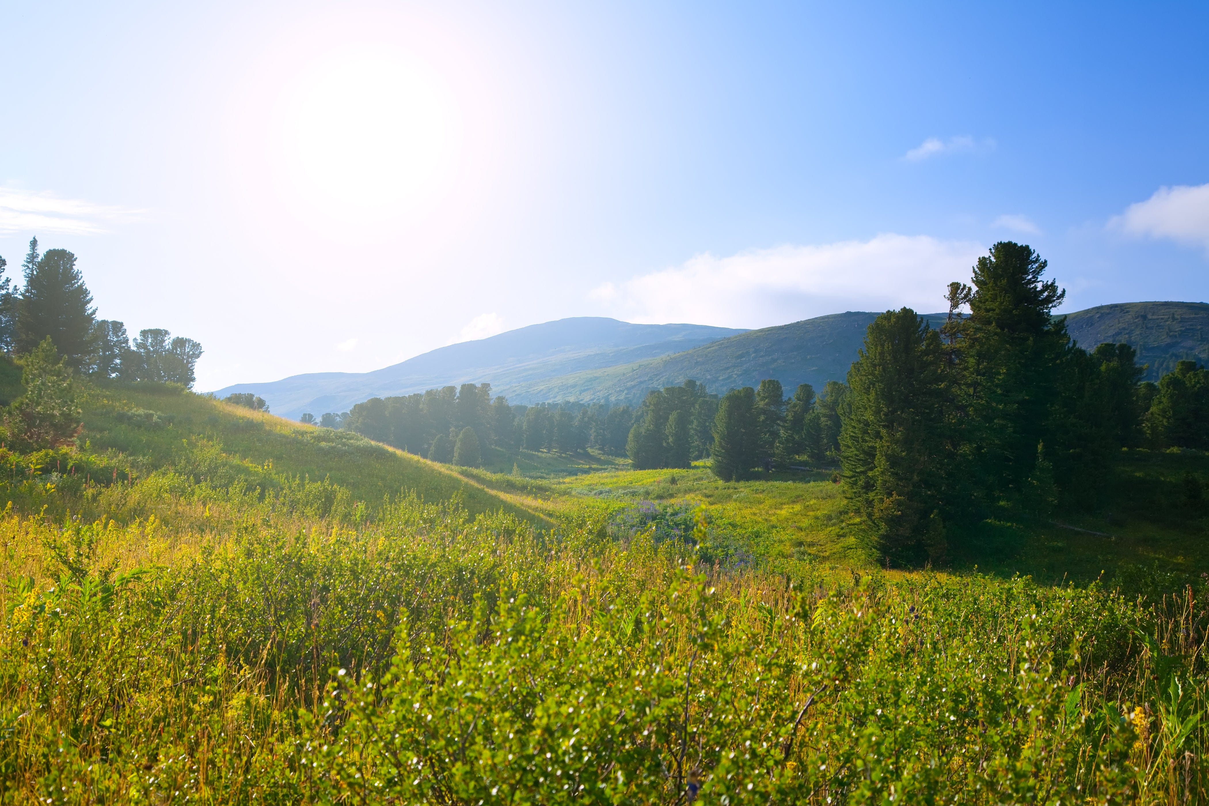 Essential Oils – Pure Mountain Botanicals